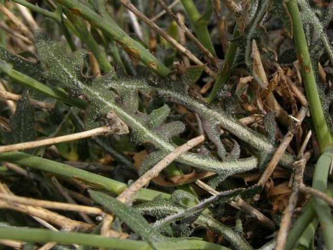 Lactuca intricata