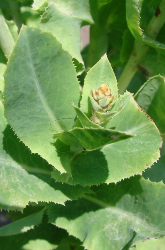 Lactuca sativa