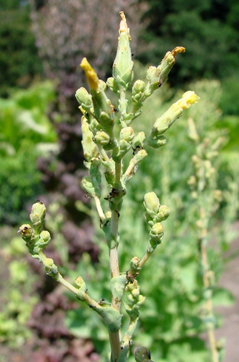 Lactuca sativa