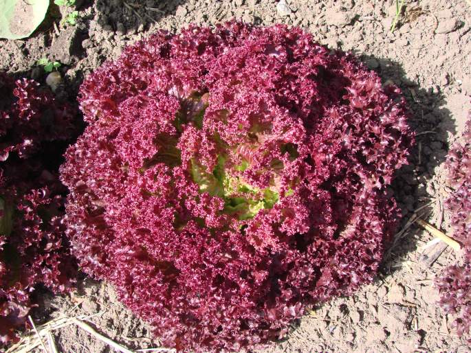 Lactuca sativa