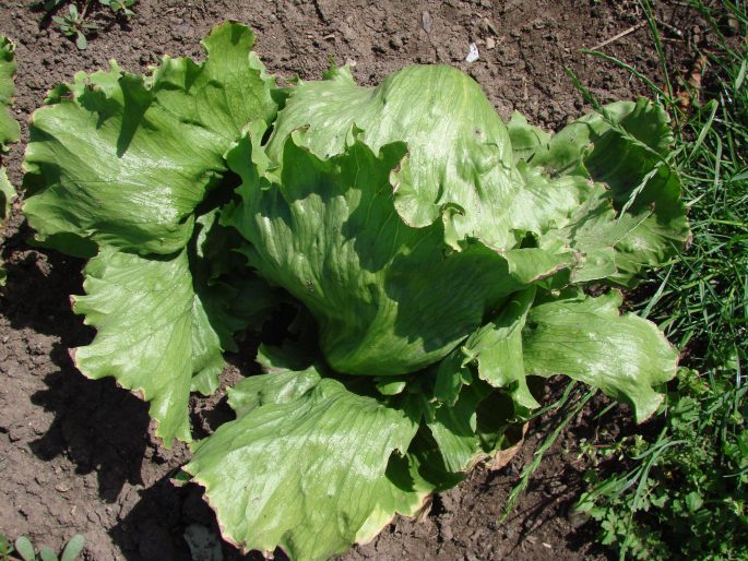 Lactuca sativa