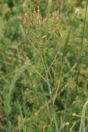 Lactuca quercina