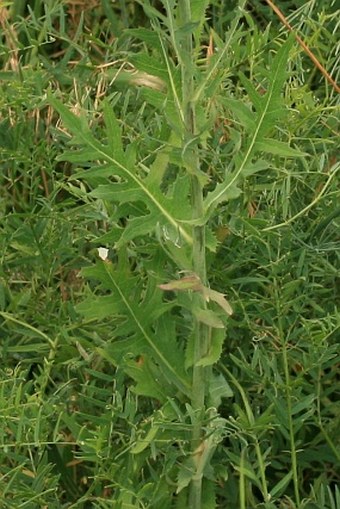 Lactuca quercina