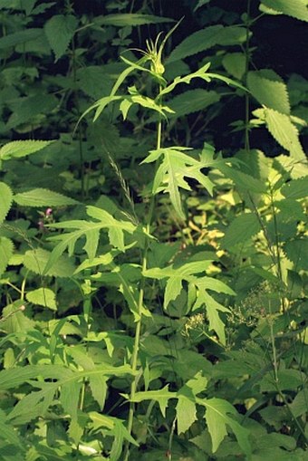 Lactuca quercina