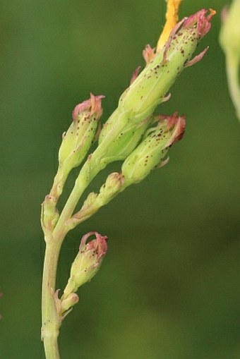 Lactuca quercina