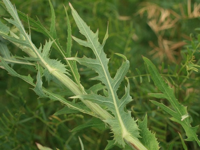 Lactuca quercina