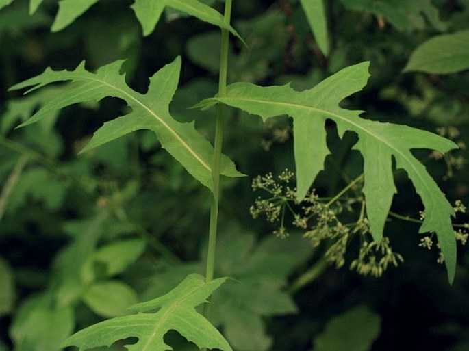 Lactuca quercina