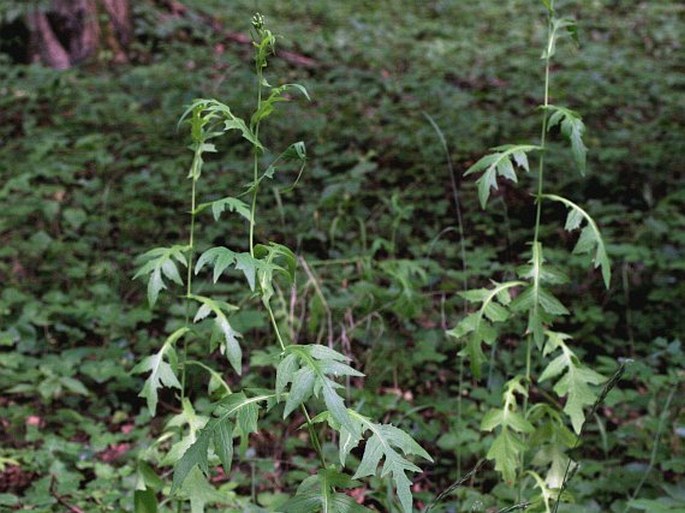 Lactuca quercina