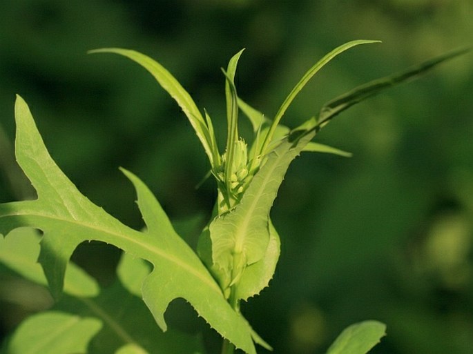 Lactuca quercina