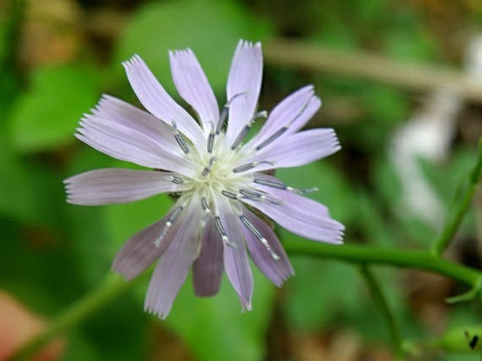 Cicerbita pancicii