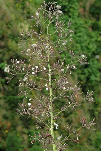 Lactuca watsoniana