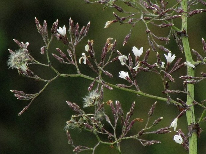 Lactuca watsoniana