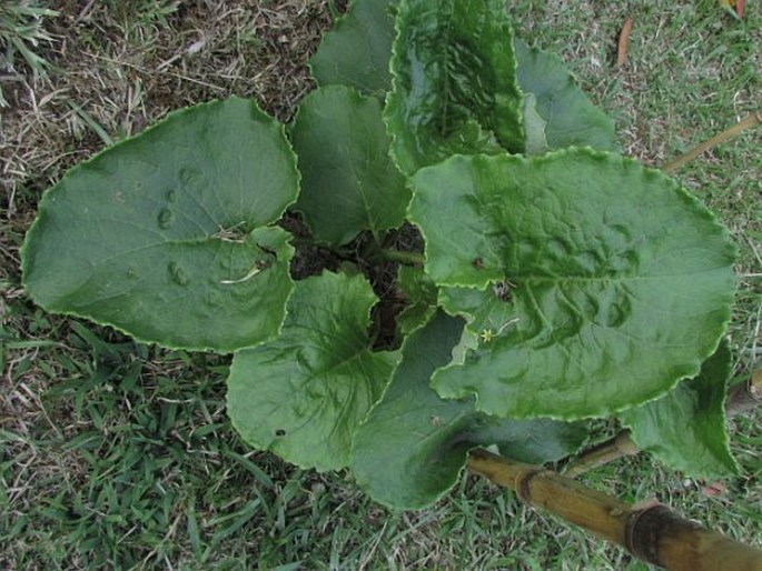 Lactuca watsoniana