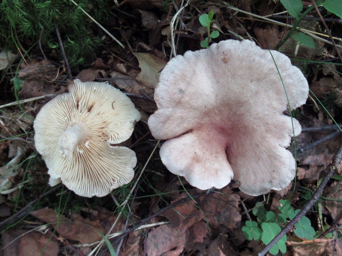 Lactarius vietus