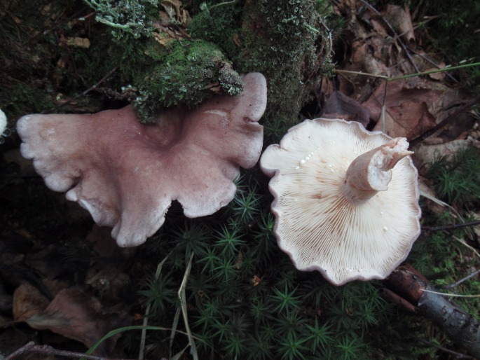 Lactarius vietus