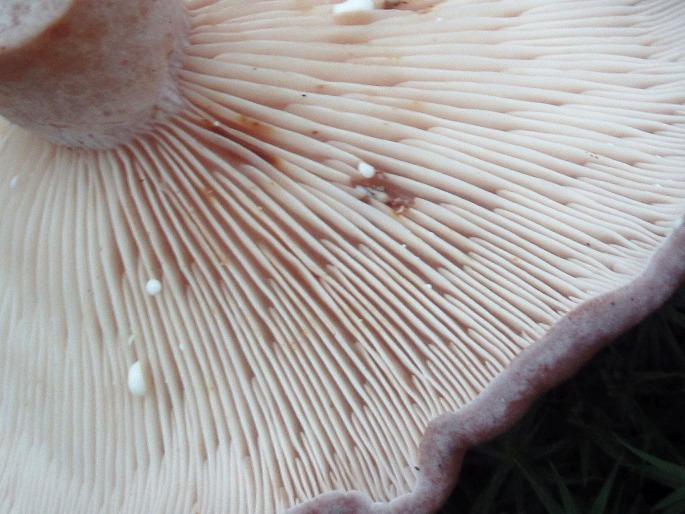 Lactarius vietus