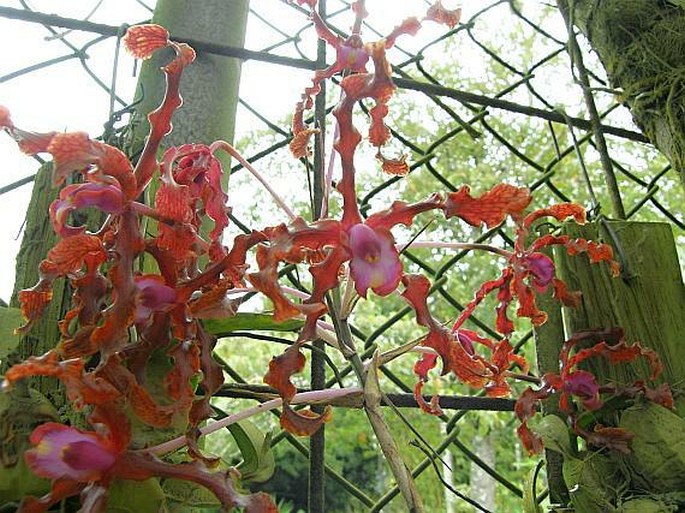 Laelia lueddemannii