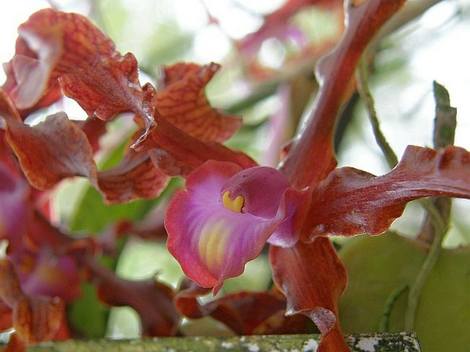 Laelia lueddemannii