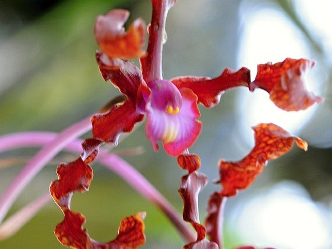 Laelia lueddemannii