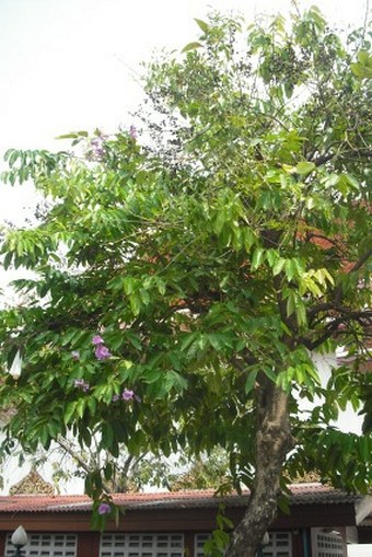 Lagerstroemia speciosa