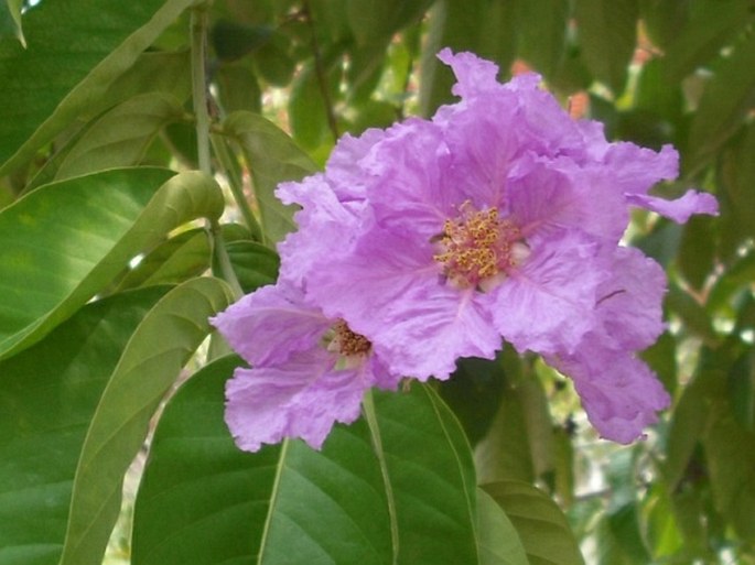 LAGERSTROEMIA SPECIOSA (L.) Pers. – pukol lysý