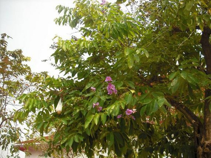 Lagerstroemia speciosa