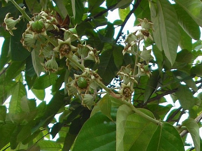 Lagerstroemia speciosa