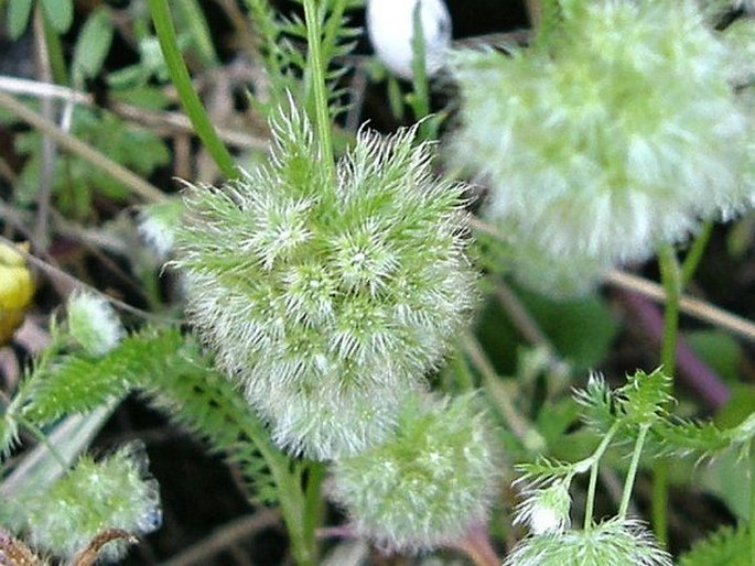 Lagoecia cuminoides