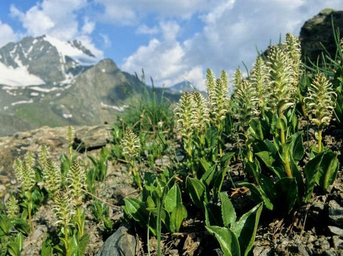 Lagotis integrifolia