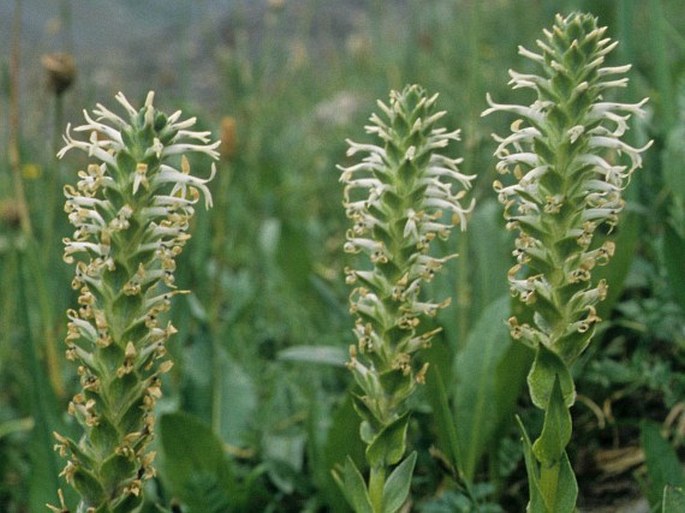 Lagotis integrifolia