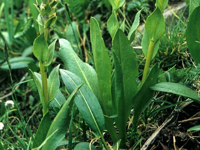 Lagotis integrifolia