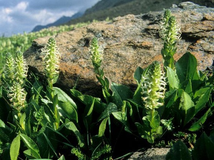 Lagotis integrifolia