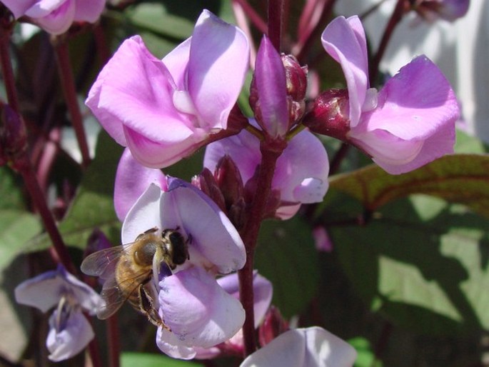 Lablab purpureus