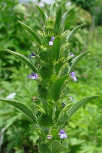 Lallemantia peltata