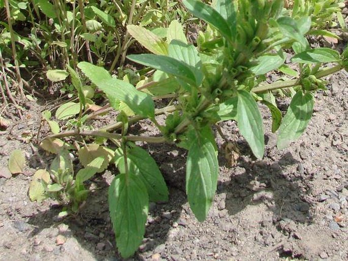 Lallemantia peltata