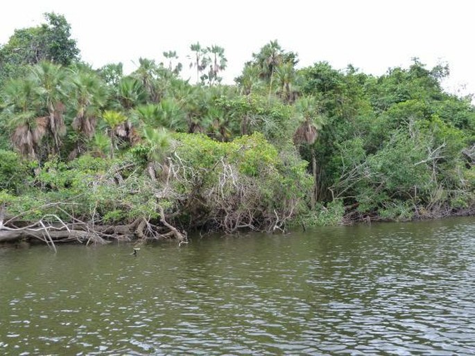 Belize, Lamanai