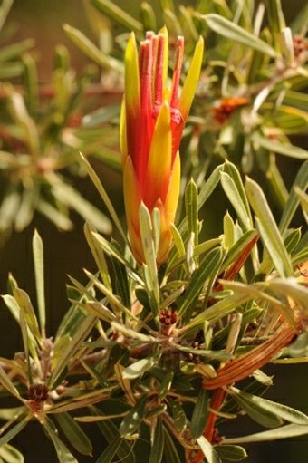 Lambertia formosa