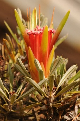 Lambertia formosa