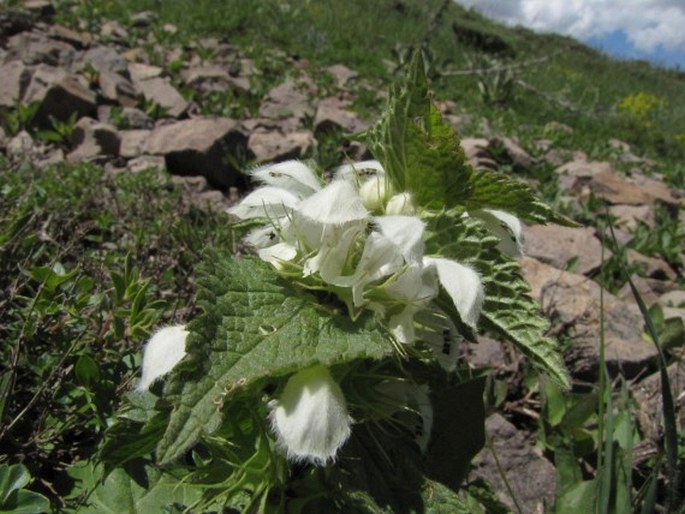 LAMIUM ALBUM subsp. CRINITUM (Montbr. et Auch. ex Benth.) J.Mennem