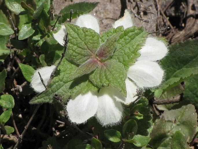 Lamium album subsp. crinitum