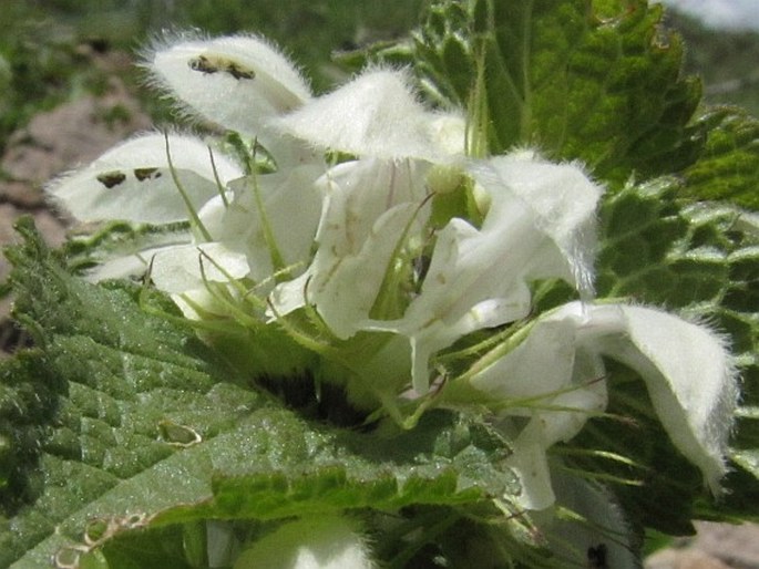 Lamium album subsp. crinitum