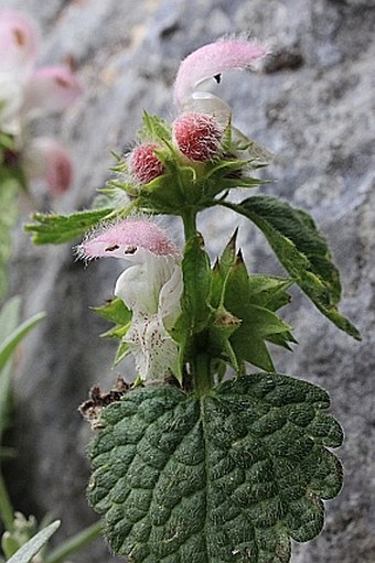 Lamium flexuosum