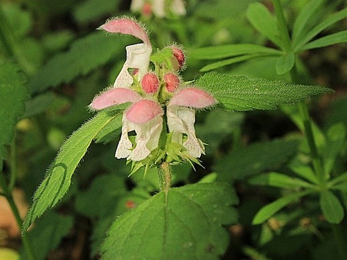 Lamium flexuosum