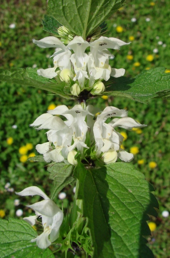 Lamium album