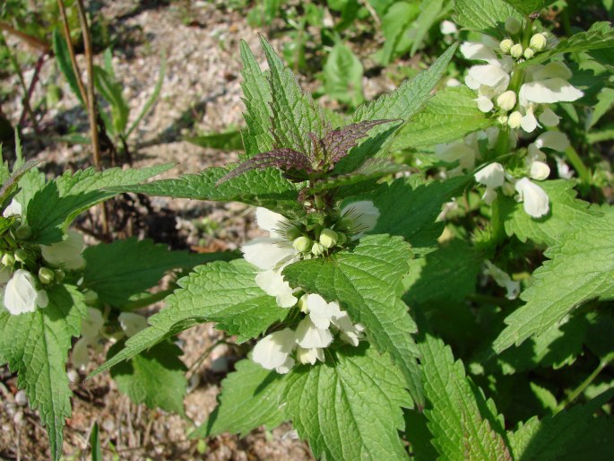 Lamium album