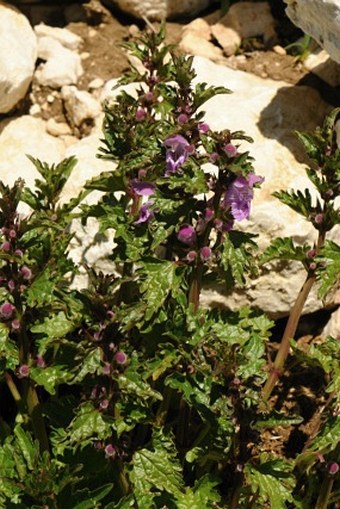 Lamium garganicum