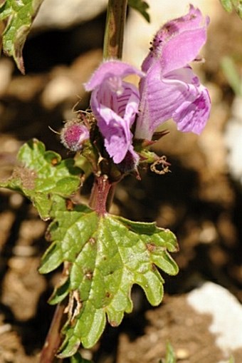 Lamium garganicum