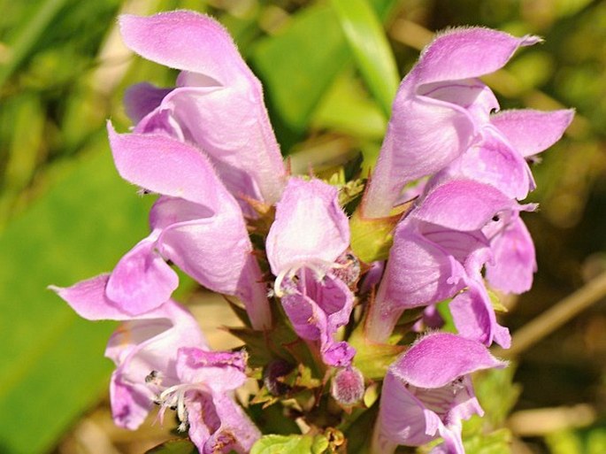 Lamium garganicum