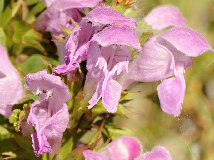 Lamium garganicum