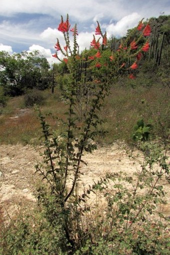 Lamourouxia viscosa